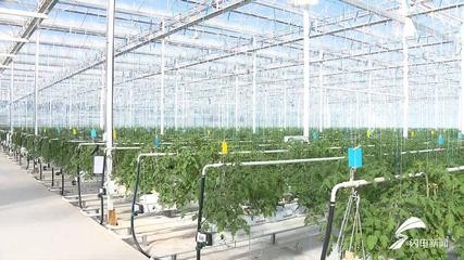 齊魯農業標準化新征程 壽光蘭陵將領跑，章丘大蔥金鄉大蒜品牌標準蓄勢待發